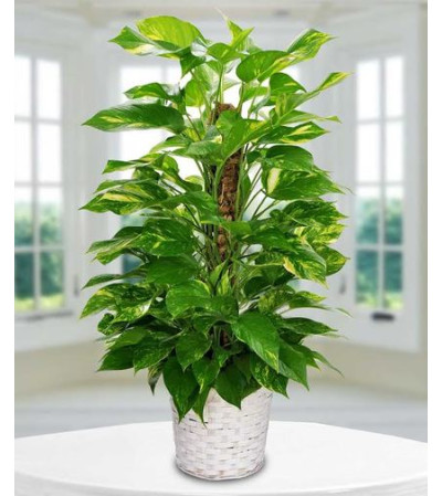 Pothos Plant Pothos Plant