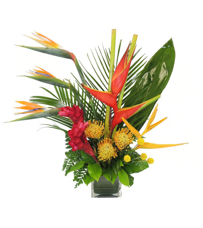 Tropical Sensation Tropical Sensation