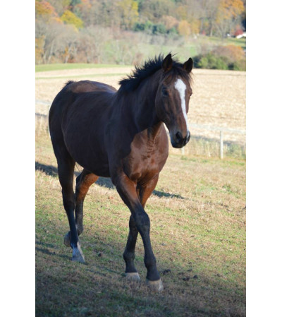 Horse Lovers Choice Horse Lovers Choice