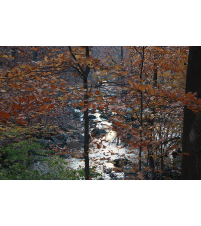 Wooded Creek Lovers Arrangement Wooded Creek Lovers Arrangement