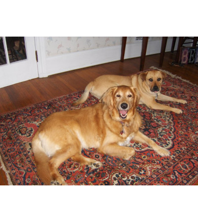 Dog Lovers Arrangement Dog Lovers Arrangement