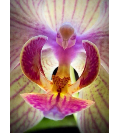 Custom Orchid Lovers Arrangement Custom Orchid Lovers Arrangement
