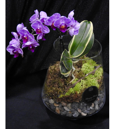 Violet Garden Violet Garden