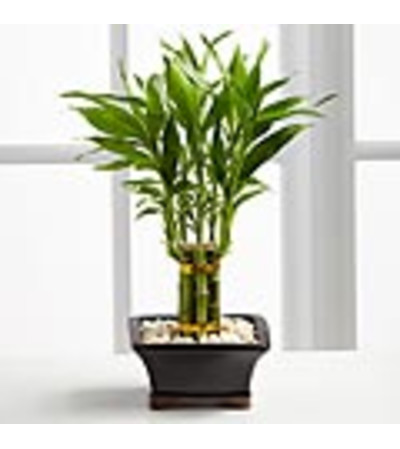 FTD - Lucky Bamboo FTD - Lucky Bamboo