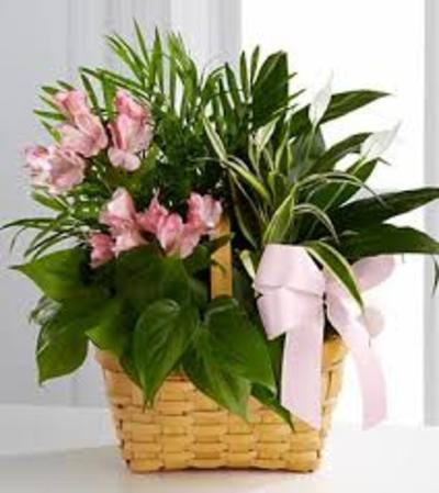The FTD® Living Spirit™ Dishgarden The FTD® Living Spirit™ Dishgarden