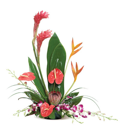 lush and tropical lush and tropical