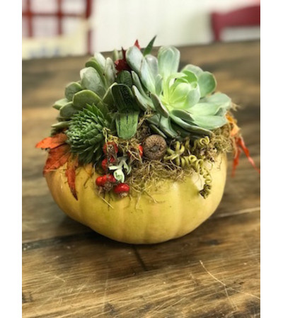 Succulent pumpkin arrangement Succulent pumpkin arrangement