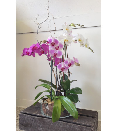 Triple Orchid Planter Triple Orchid Planter