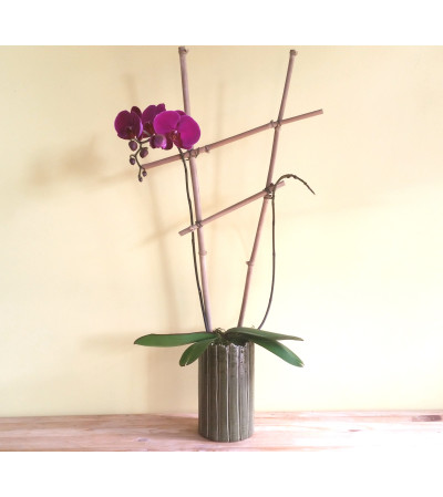 Double Spike Purple Phalaenopsis Orchid Plant Double Spike Purple Phalaenopsis Orchid Plant