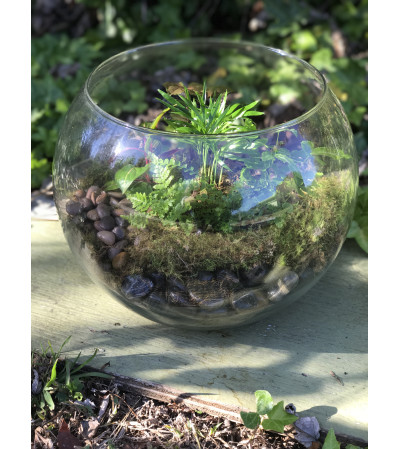 Ellingtons Bubble Bowl Terrarium Ellingtons Bubble Bowl Terrarium