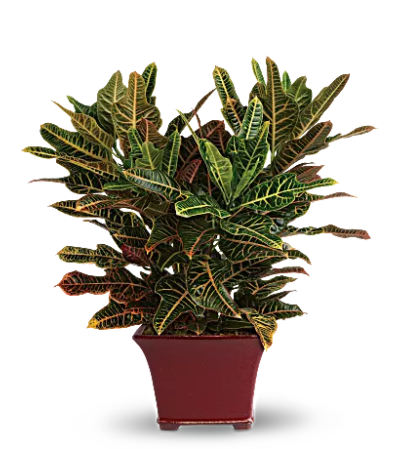 Beautiful Croton Beautiful Croton