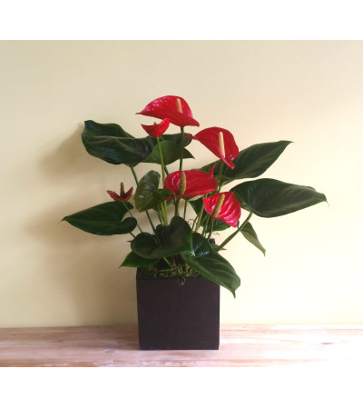 Red Anthurium Plant Red Anthurium Plant