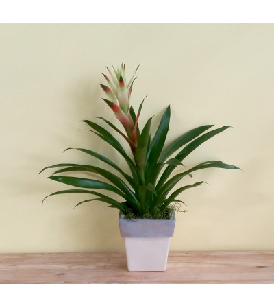 Tall Spike Bromeliad Tall Spike Bromeliad