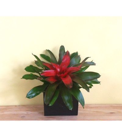 Low Center Bromeliad Low Center Bromeliad