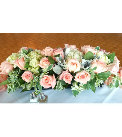 Dusty Miller Dusty Miller