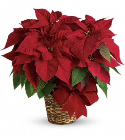 Ellington's Red Poinsettia Ellington's Red Poinsettia