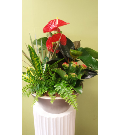 XL Anthurium Planter XL Anthurium Planter