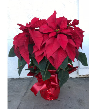 7 Plants in pot - Poinsettia 7 Plants in pot - Poinsettia