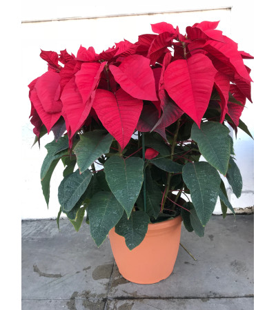 15 Plants in pot - Poinsettia 15 Plants in pot - Poinsettia