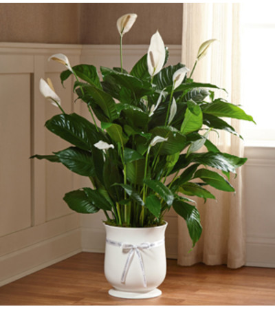 Comfort Planter 8" Comfort Planter 8"