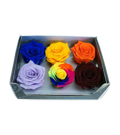 Choose your Forever Rose Choose your Forever Rose