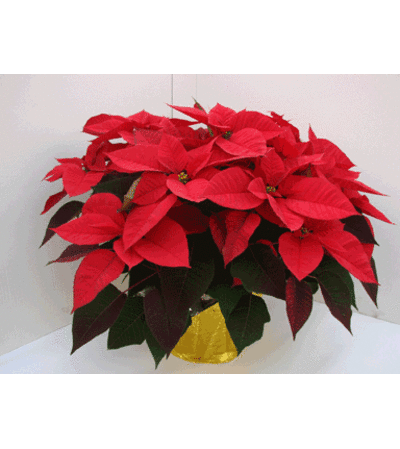 10" Poinsettia 10" Poinsettia