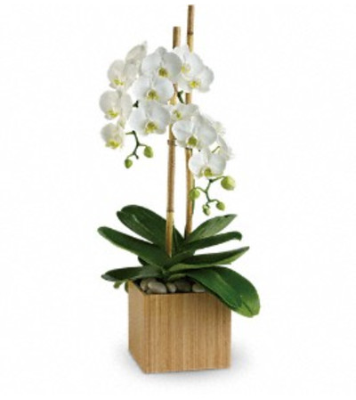 Opulent Orchids - by Jennifer's Flowers & Gifts Opulent Orchids - by Jennifer's Flowers & Gifts