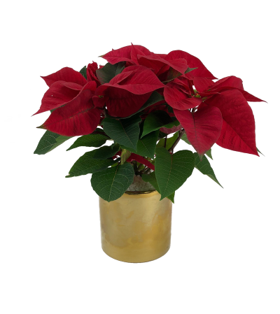 Gold Poinsettie Gold Poinsettie