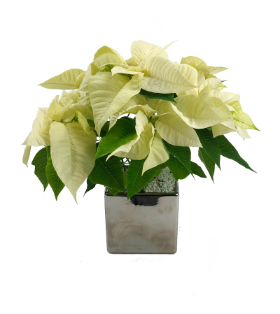 Silver Poinsettia Silver Poinsettia