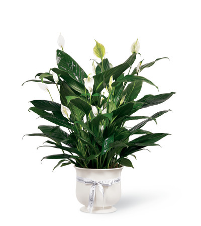 Comfort peace lily Comfort peace lily