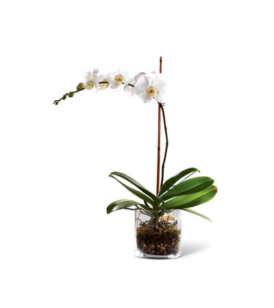 Elegant white orchid Elegant white orchid