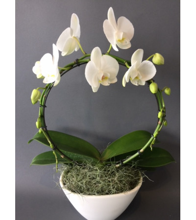 Orchid Hoop Planter Orchid Hoop Planter