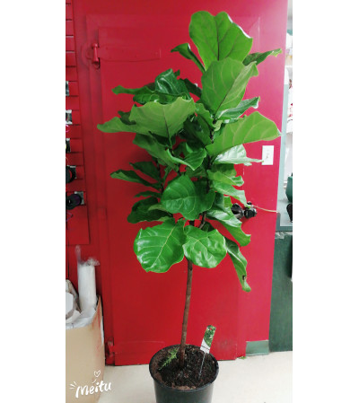14”Ficus tree 14”Ficus tree