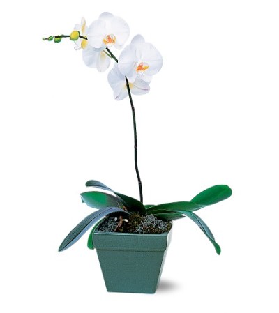 Phalaenopsis Orchid Plant Phalaenopsis Orchid Plant
