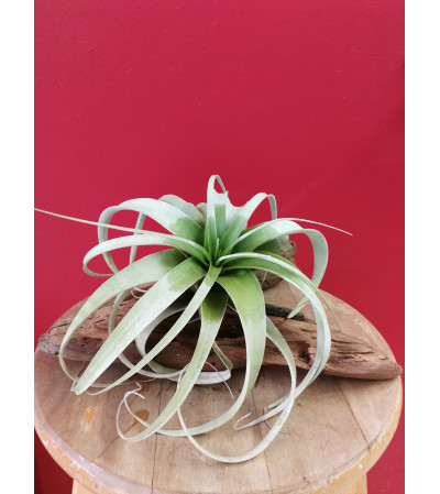 xerographica air plant xerographica air plant