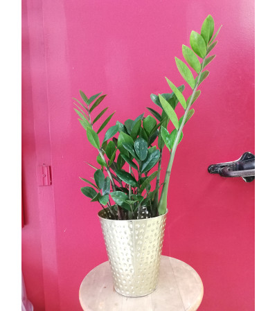 ZZ Plant ZZ Plant