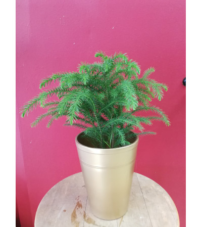 Norfolk Pine Norfolk Pine