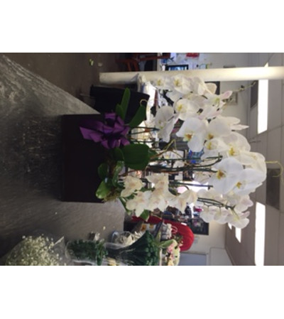 phalaenopsis orchid plants phalaenopsis orchid plants
