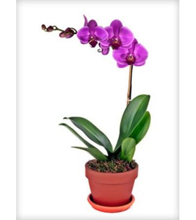 Single Purple Orchid Plant Single Purple Orchid Plant
