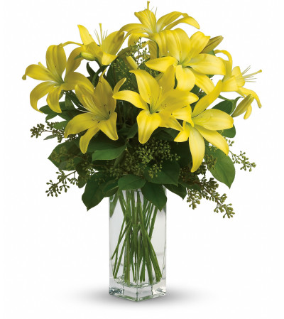 Lily Sunshine Lily Sunshine
