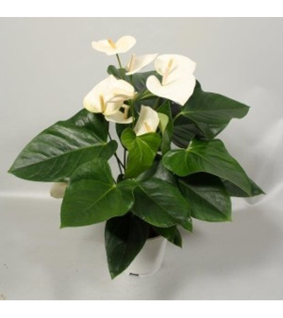 White Anthurium Plant White Anthurium Plant