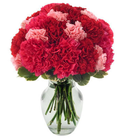 Very Berry Carnations Very Berry Carnations