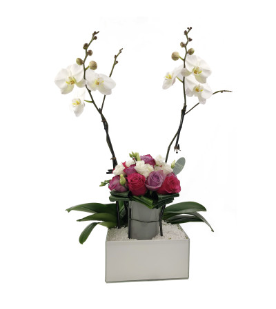 Orchid Party Orchid Party