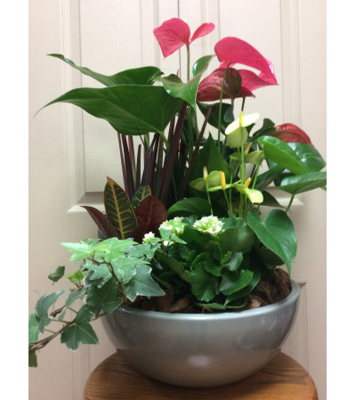 Med antherium planter Med antherium planter