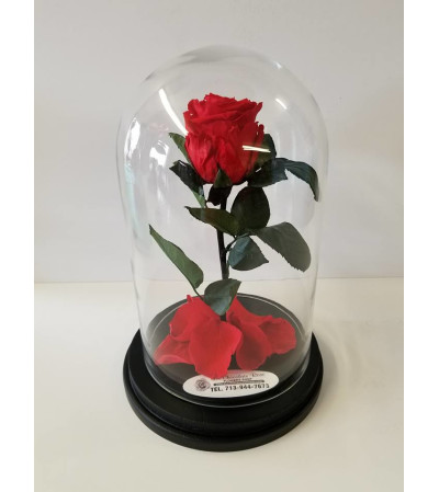 ENCHANTED ROSE RED MEDIUM ENCHANTED ROSE RED MEDIUM
