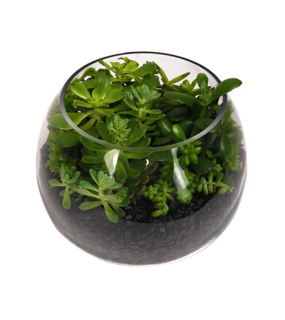 Succulent Terrarium Succulent Terrarium