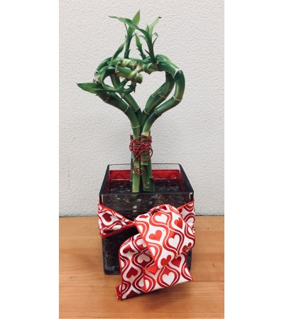 Heart Bamboo Heart Bamboo
