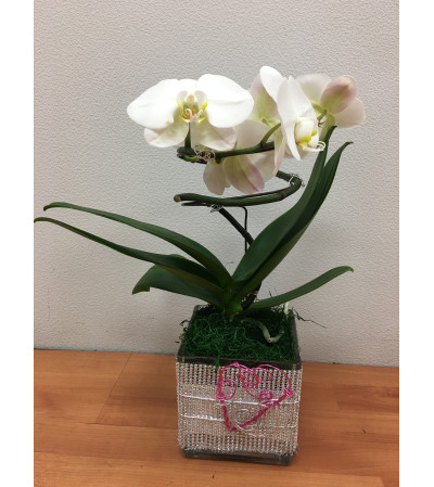 White Spiral Phalaneopsis Plant White Spiral Phalaneopsis Plant