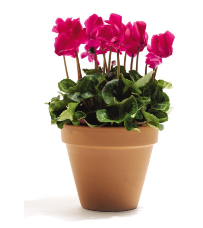 Cyclamen Cyclamen