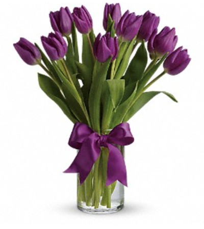 Passionate Purple Tulips Passionate Purple Tulips
